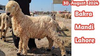 Bakra Mandi Lahore | Desi Bakra | Mundre Chatre | Sahiwal Gulabi Bachre | Shahpur Kanjra Lahore