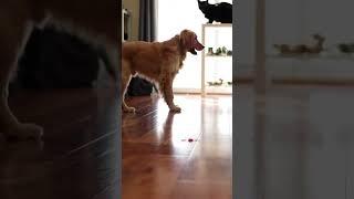 Clumsy Puppy vs Laser: CATASTROPHIC FAIL!  (Cat Judges Hard) #shorts