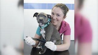 Veterinarians Shocked As X-Ray Shows Puppy Swallowed An 8-Inch Knife