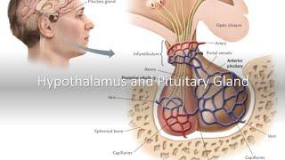 Hypothalamus and Pituitary Gland