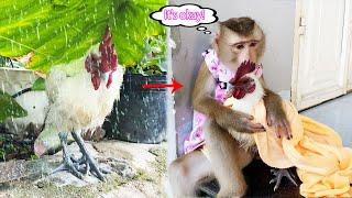 Monkey Lyly was worried and rushed to find Gao chicken after the heavy rain