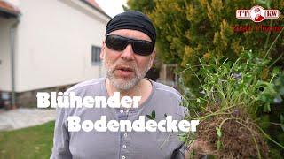 Das kleine Immergrün. Ein grüner blühender Bodendecker. Anbau, pflegen, düngen, schneiden Anleitung