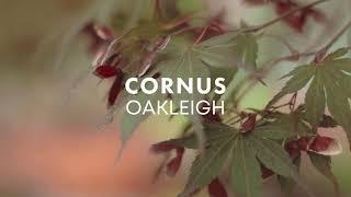 Explore Cornus Oakleigh Part 1