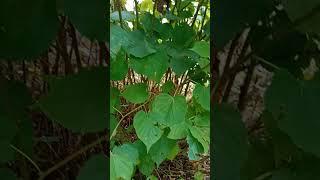 The Great Mystery - Is this a Hazel or is this an Alder? Please let us know! #trees #hazel #alder