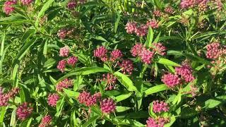 Asclepias/Milkweed 'Cinderella' | WWW.GARDENCROSSINGS.COM