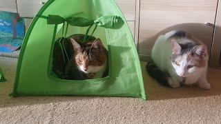 The Kitties Go Camping! | Manchester Moggies