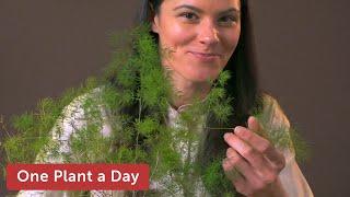 Asparagus retrofractus (Asparagus fern) Houseplant Care — 3 of 365