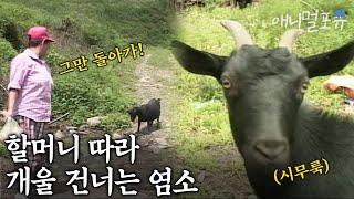 할머니랑 떨어지기 싫어서 강물도 헤엄치는 흑염소 맹이 I KBS 6시 내고향 030730 방송