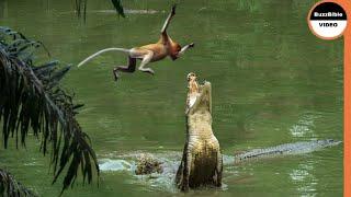 This Monkey Jumps Straight Into a Crocodile's Trap