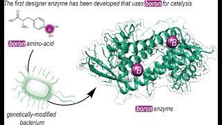 Boronic Acid Powered Enzyme Catalysis