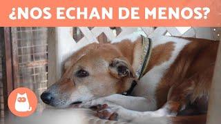 ¿Los PERROS echan de MENOS a sus DUEÑOS?  ¡Descúbrelo!