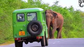 The fierce elephant on the road is trying to attack the vehicles