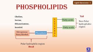 5: Phospholipids | Lipid Chemistry -5 | Biochemistry | N'JOY Biochemistry