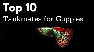 Top 10 Tankmates for Guppies (Poecilia reticulata, Million Fish)