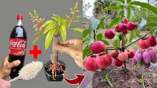 Wow! New idea to reproduce mango tree with apple to get fruit together on a single tree