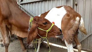 Cow milk drinking | calf milking goats new video | Nikka Haji