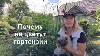 ПОЧЕМУ НЕ ЦВЕТУТ ГОРТЕНЗИИ, причины. Обзор гортензий, которые не зацвели или опаздывают с цветением.