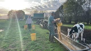 Feeding Heifers on a Spring Evening