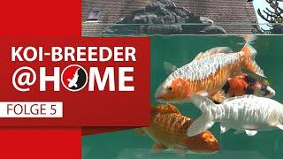 Koi-Breeder@home Kanton Solothurn