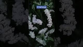 Однолетники. Цветы. Советы дачникам. Сухоцвет. Сеем до 15 апреля. #московскаяобласть
