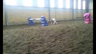 Little girl jumps like a horse!