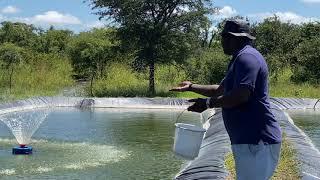FISH FEEDING IN A POND AS A BEGINNER | TILAPIA FISH FARMING IN ZAMBIA