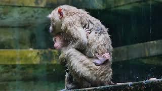 Leo baby monkey gets rained, but libby mother comes to help leo not get cold sweet mom