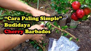 Cara Paling Simple Untuk Budidaya Cherry Barbados