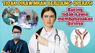 KUCING TIDAK DIKAWINKAN, BERUJUNG OPERASI || drh Mirza Yusa || Dokter Mirza