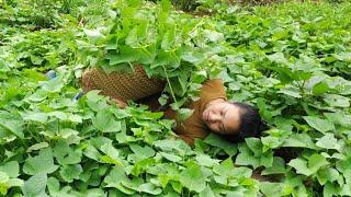 Propagating sweet potato plants is very simple, easy to grow. Caring for fertilizing the corn garden