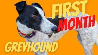 Adopting a second Greyhound -First Month Home