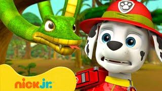 PAW Patrol Snake Rescues! w/ Marshall  10 Minutes | Nick Jr.