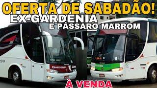 OFERTA DE SABADÃO G6 1200 EX-GARDENIA E PÁSSARO VERDE À VENDA