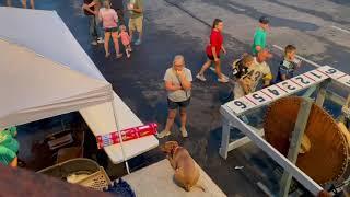 1Year Old “Tucker” Pitty Mix|Off Leash K9 Training Harrisburg|Best Dog Trainers Harrisburg