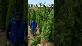   인기조경수 에메랄드그린 H2.0 조경수 추천합니다  
