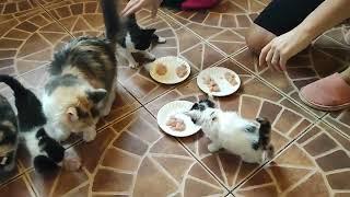 котята 1 месяц  первый раз кушают курочку