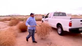 Tumbleweed Tree History and Construction