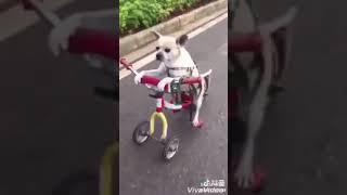 LE CHIEN QUI PEDALE LE VELO.C EST VRAIMENT COOL