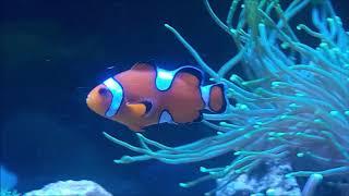 Misbar Clownfish