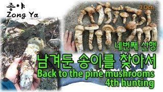 송이버섯 산행 - 남겨둔 송이버섯을 찾아서 Back to the pine mushrooms(matsutake)