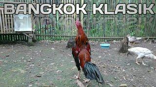 Suara Kokok Ayam Bangkok Klasik