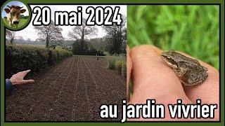 Suivi de culture au jardin vivrier - 20 mai 2024 - Il pleut il mouille c’est la fête à la grenouille