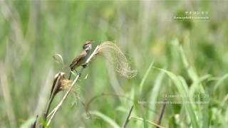 【Fieldnote】囀るオオヨシキリ - Great reed warbler (Acrocephalus orientalis)