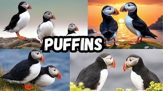 Puffin | All About Puffins for Kids | Learn about Puffins for Children | World of Puffins