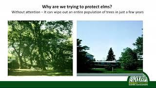 Dutch Elm Disease Management