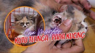 Kucing Kitten 3 bulan di serang Kutu Telinga Tindakan Yang Harus Dilakukan