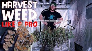 HOW TO HARVEST & DRY WEED LIKE A PRO (EXPLAINED) THE FULL PROCESS | WILDBERRY CAKE RUN