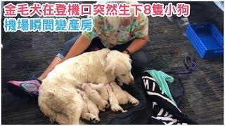 金毛犬在登機口突然生下8隻小狗，機場瞬間變產房，圍觀乘客紛紛來幫忙