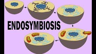 ENDOSYMBIOSIS