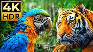 ANIMAL WONDER 4K HDR | with Cinematic Sound (Colorful Animal Life)